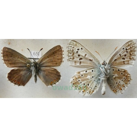 Polyommatus coridon (Poda, 1761) pair Modraszek korydon Czech65l
